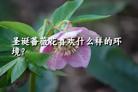 圣诞蔷薇花喜欢什么样的环境？