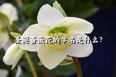 圣诞蔷薇花的学名是什么？