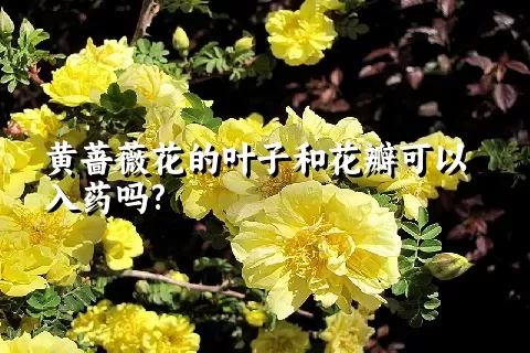 黄蔷薇花的叶子和花瓣可以入药吗?