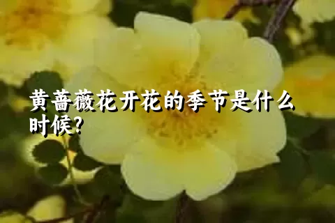 黄蔷薇花开花的季节是什么时候?