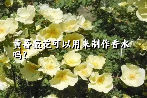 黄蔷薇花可以用来制作香水吗?