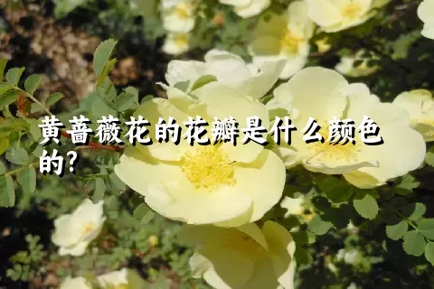 黄蔷薇花的花瓣是什么颜色的?