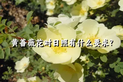 黄蔷薇花对日照有什么要求?