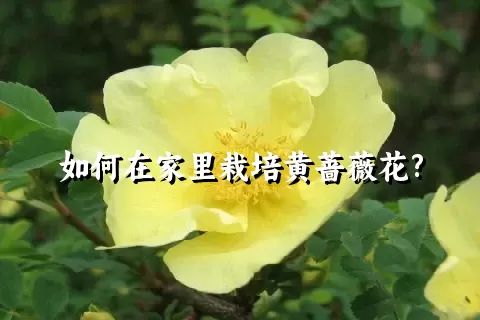 如何在家里栽培黄蔷薇花?