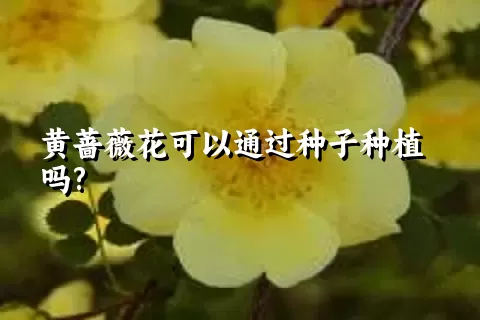 黄蔷薇花可以通过种子种植吗?