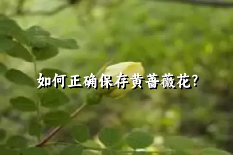 如何正确保存黄蔷薇花?