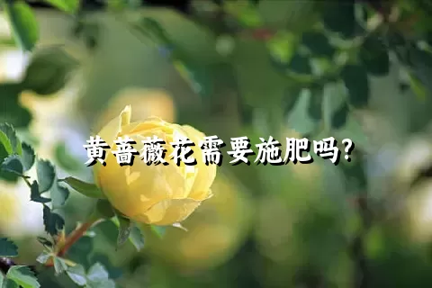 黄蔷薇花需要施肥吗?