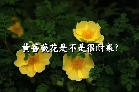 黄蔷薇花是不是很耐寒?