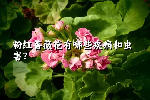 粉红蔷薇花有哪些疾病和虫害？