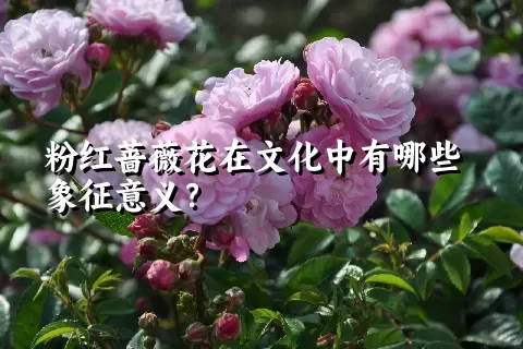 粉红蔷薇花在文化中有哪些象征意义？