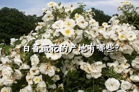 白蔷薇花的产地有哪些？