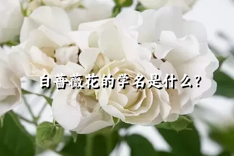 白蔷薇花的学名是什么？