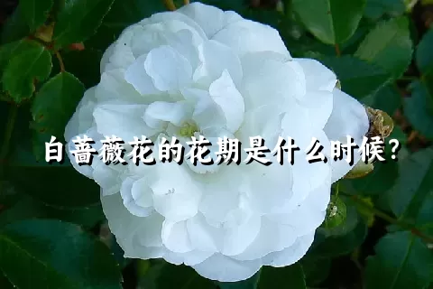 白蔷薇花的花期是什么时候？