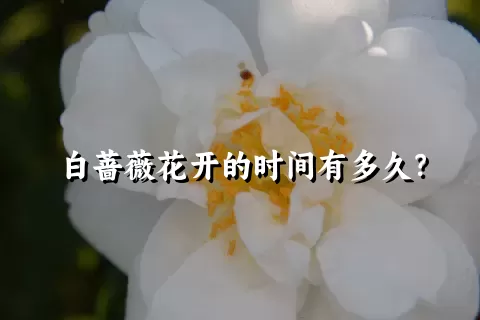 白蔷薇花开的时间有多久？