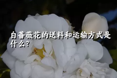 白蔷薇花的送料和运输方式是什么？