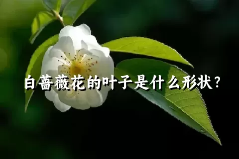 白蔷薇花的叶子是什么形状？