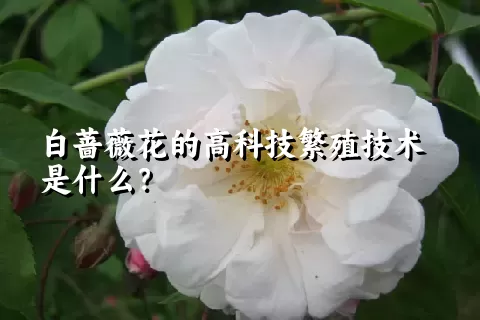 白蔷薇花的高科技繁殖技术是什么？