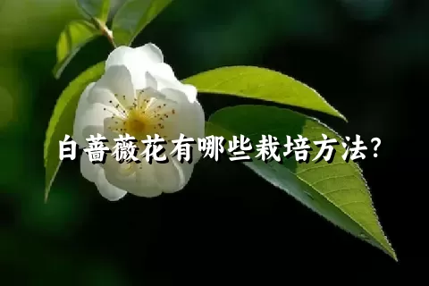 白蔷薇花有哪些栽培方法？