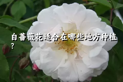 白蔷薇花适合在哪些地方种植？