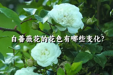 白蔷薇花的花色有哪些变化？