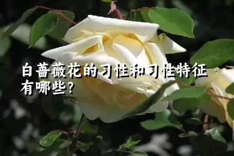 白蔷薇花的习性和习性特征有哪些？