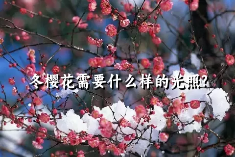 冬樱花需要什么样的光照?