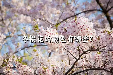 冬樱花的颜色有哪些?