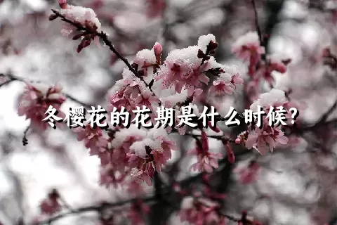 冬樱花的花期是什么时候?