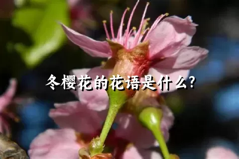 冬樱花的花语是什么?