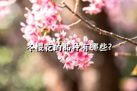 冬樱花的品种有哪些?