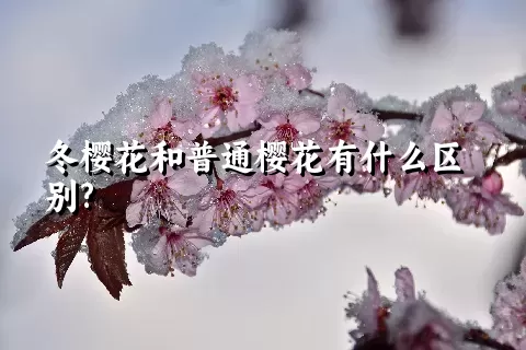 冬樱花和普通樱花有什么区别?