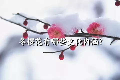 冬樱花有哪些文化内涵?