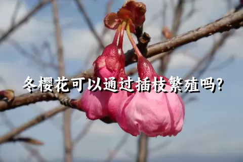 冬樱花可以通过插枝繁殖吗?