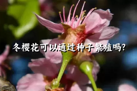 冬樱花可以通过种子繁殖吗?