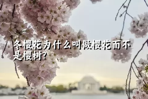 冬樱花为什么叫做樱花而不是樱树?