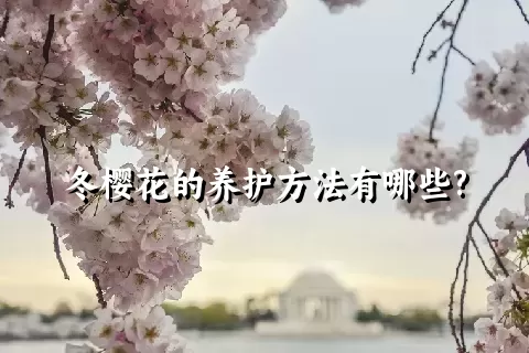 冬樱花的养护方法有哪些?