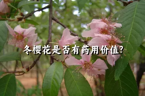 冬樱花是否有药用价值?