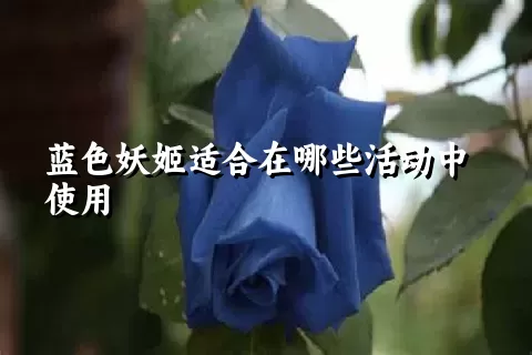 蓝色妖姬适合在哪些活动中使用