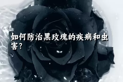 如何防治黑玫瑰的疾病和虫害？