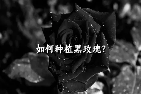 如何种植黑玫瑰？