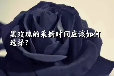 黑玫瑰的采摘时间应该如何选择？