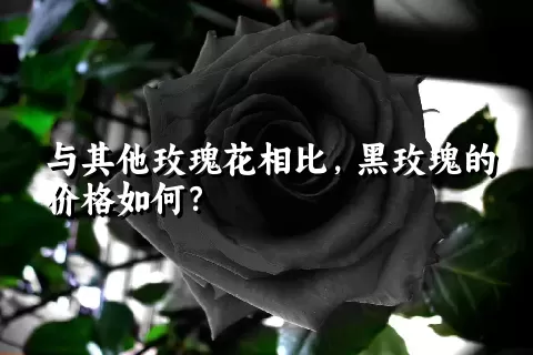 与其他玫瑰花相比，黑玫瑰的价格如何？