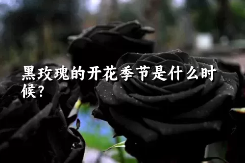 黑玫瑰的开花季节是什么时候？