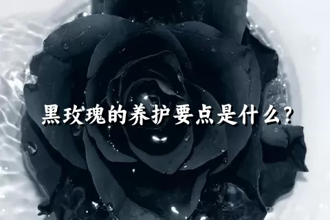 黑玫瑰的养护要点是什么？