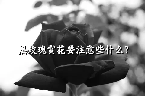 黑玫瑰赏花要注意些什么？