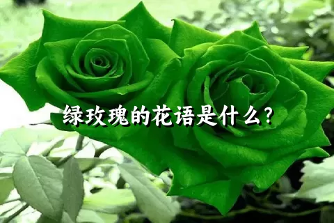 绿玫瑰的花语是什么？