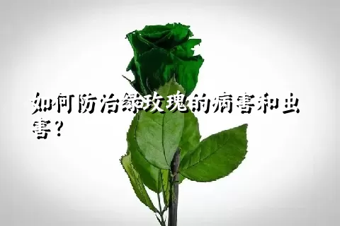 如何防治绿玫瑰的病害和虫害？