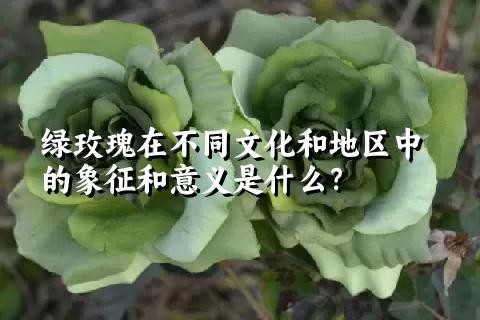 绿玫瑰在不同文化和地区中的象征和意义是什么？