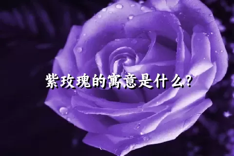 紫玫瑰的寓意是什么？