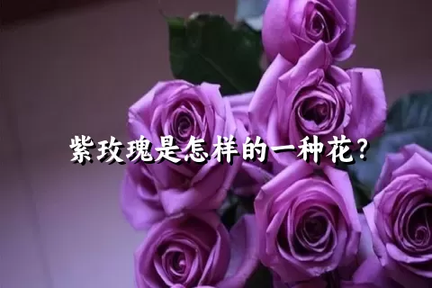 紫玫瑰是怎样的一种花？